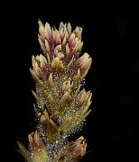 Castilleja parviflora var. albida - Pale Paintbrush 19-8287